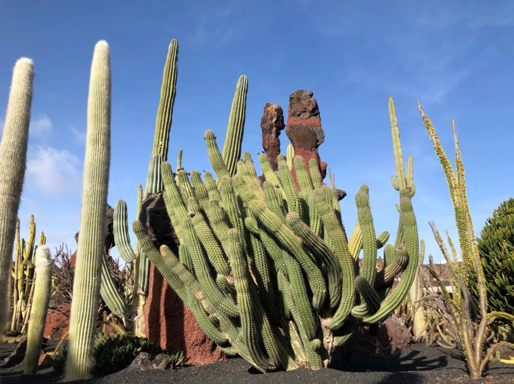 The Cactus Garden : Beautiful Garden on the island of  Lanzarote